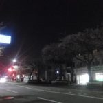 横浜の桜を見るバイク乗り。ドライブするスポットのオススメは？