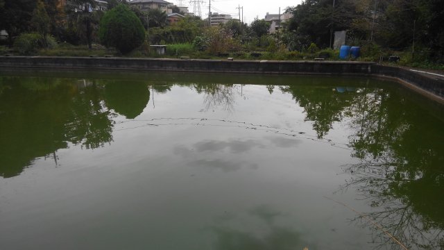 横浜市の釣り堀「緑水園」に行ってきたよ。【釣り】