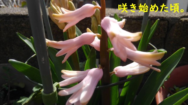ヒヤシンスの花が咲いた。色はピンク、時期は3月中旬でした！【園芸・庭いじり】