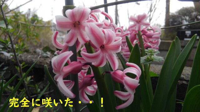 ヒヤシンスの花が咲いた 色はピンク 時期は3月中旬でした 園芸 庭いじり