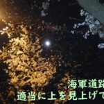 横浜の夜桜ドライブ。瀬谷の海軍道路～環状4号他【バイク】