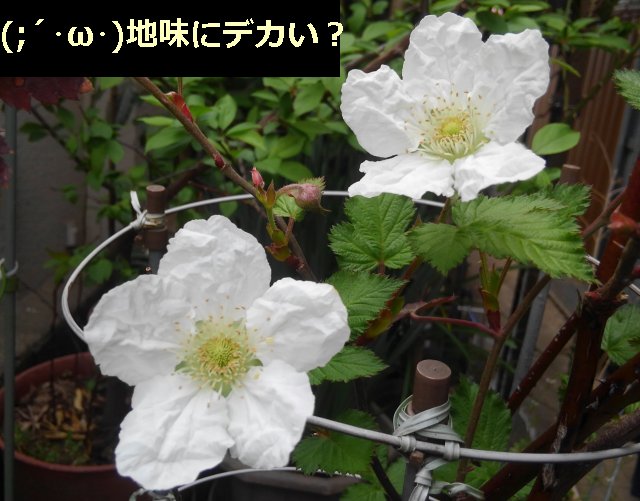 ラズベリーの花が咲きましたぜ。木苺だから、白い花のイメージが無かった。【園芸・庭いじり】