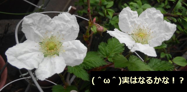 ラズベリーの花が咲きましたぜ 木苺だから 白い花のイメージが無かった 園芸 庭いじり