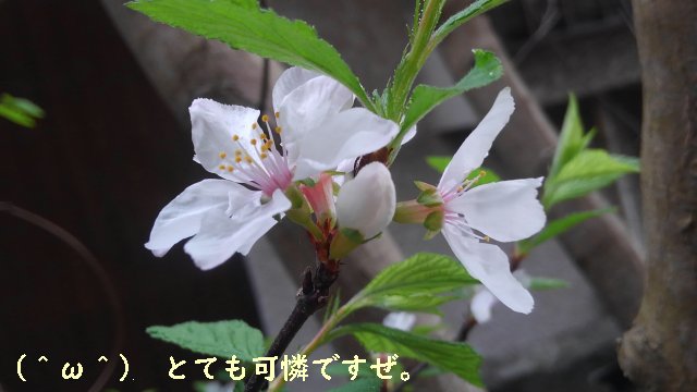 山桜桃梅(ユスラウメ)の花が咲いたぞ。とても美しいな！【園芸・庭いじり】