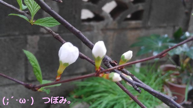 山桜桃梅 ユスラウメ の花が咲いたぞ とても美しいな 園芸 庭いじり