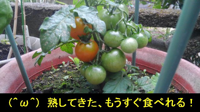 5月末。家庭菜園のミニトマトの色づきが始まった！！【園芸・庭いじり】