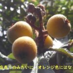 ビワの木の実がなった！鉢植えでも数年かければ実は付くんだね。【園芸・果物ネタ】