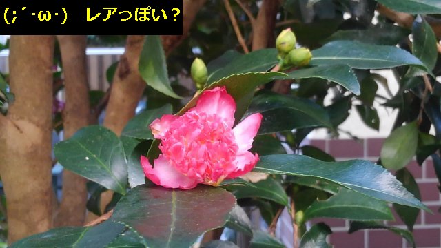 9月に椿の花が咲いた。品種がわからん、絞り系か？【園芸】