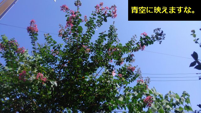 サルスベリ(百日紅)の花が咲きました。意外と咲いてる期間は長い？【園芸】