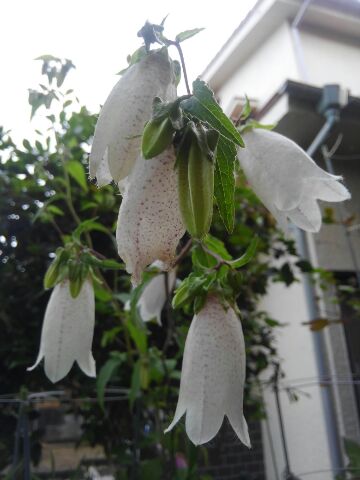 初夏の季節5月にホタルブクロの花が咲いたんや【園芸・観葉植物】